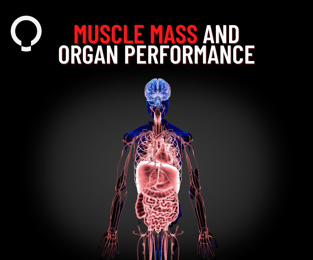 Muscle Mass and Organ Performance