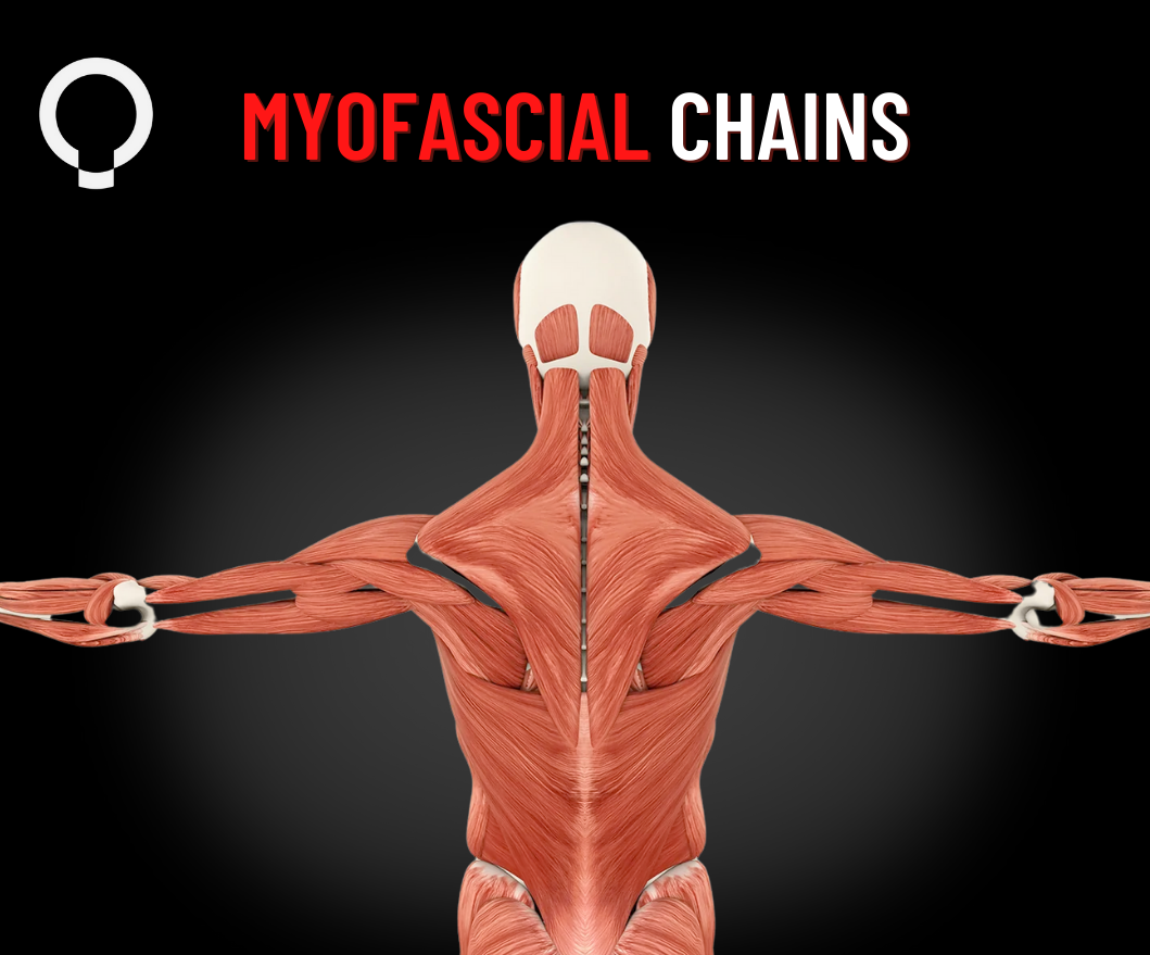 Functional Line Myofascial Chains – Functional Patterns