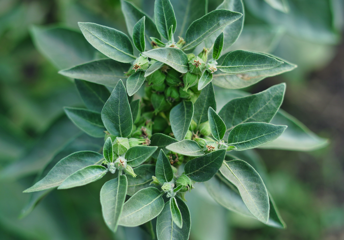 Ashwagandha versus Natural Stress Relief with FP