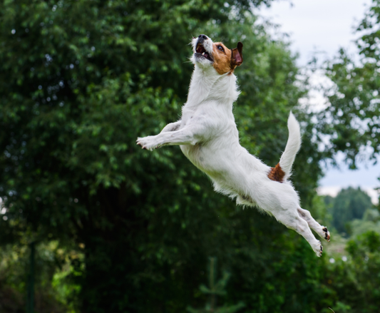 How to Rethink Your Yoga Practice with Tensegrity in Mind