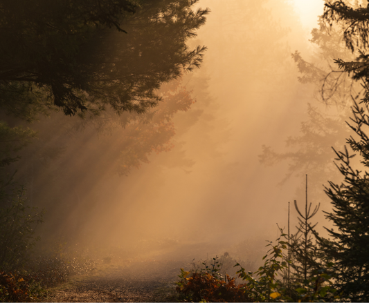 Light, the Nervous System, and Why Calm Matters for Healing