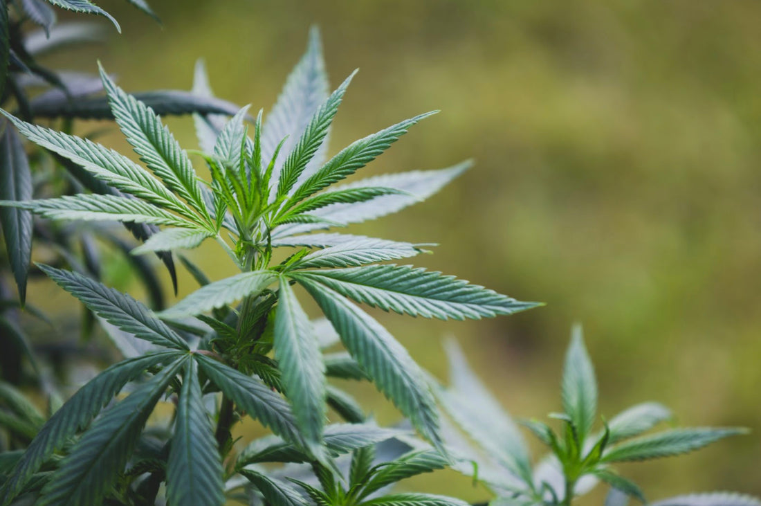 Marijuana Detox: Is Weed Medicinal or Just a Coping Mechanism?