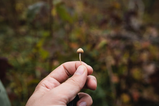 Microdosing Mushrooms & Other Psychedelics – are they a ‘Magic’ Bullet?